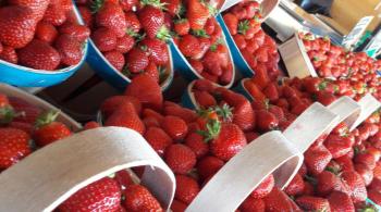 La fraise de Carpentras un concentré de saveurs subtiles / © FTV