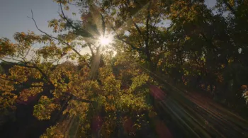 LE GÉNIE DES ARBRES
