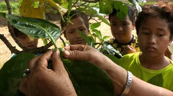 MEDECINE TRADITIONNELLE EN POLYNESIE