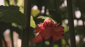 MARTINIQUE L'ART DES JARDINS