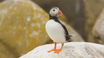 SUR LE FRONT DES ANIMAUX MENACÉS