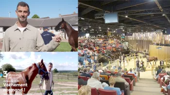 vente de yearlings à Deauville