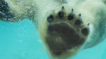 UNE SAISON AU ZOO