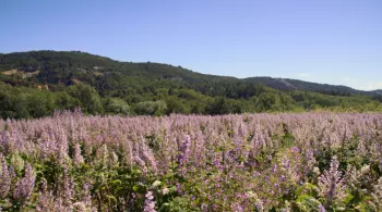 NOS PRAIRIES VALENT DE L'OR