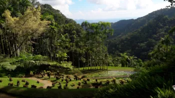 Martinique en fête