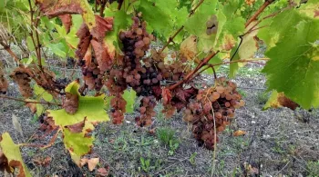 Saussignac