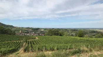 TALE Arbois vue