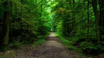 FORET