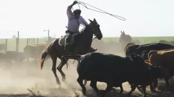Gaucho Basko