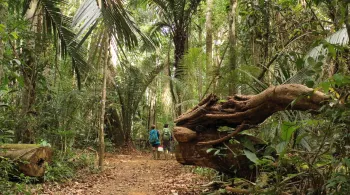 Les plus beaux treks : Guyane