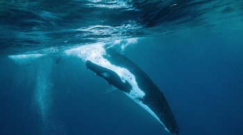 Au cœur des baleines ©Merapi Production