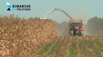 Tracteur qui ramasse du blé lors de la sécheresse