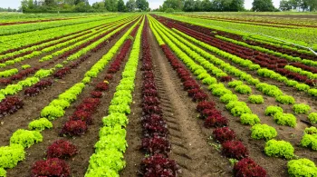 Agriculture 2024