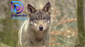 Dimanche en politique  - Loups et éleveurs, la difficile cohabitation