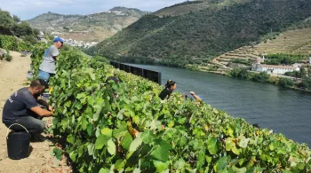 Au cœur de la Beira Alta, région frontalière de l'Espagne située au nord-est du Portugal, se cachent douze villages, les "Aldeias históricas". Sophie Jovillard part à la découverte de ces bourgades, œuvre de plusieurs générations de rois qui, préoccupés par la défense du territoire, se sont chargés de peupler et de fortifier la région.