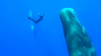 Deep Blue Horizons