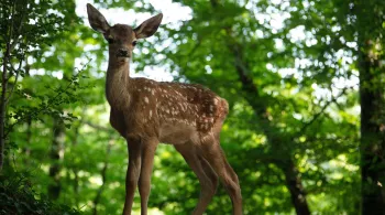 Bambi
