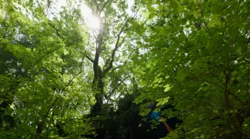 Forêt en Dordogne