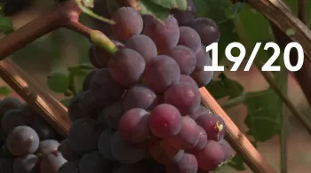 19/20 Alsace - vendanges