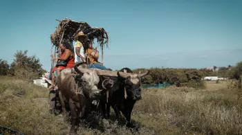 MÉTIER: rencontre avec Sandy Faconnier, aux rênes d’une des dernières charrette-bœuf de l’île. Un métier lontan et un moyen de transport remis au goût du jour grâce au tourisme et à l’événementiel.