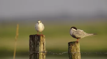 Loire Terre Sauvage  © Nomades TV