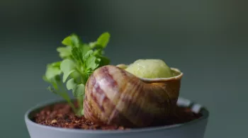 Les escargots