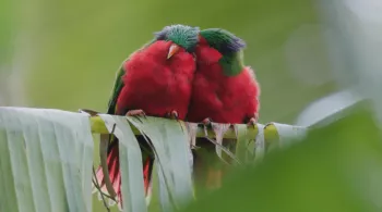 Ura, sauver l’oiseau sacré des Australes