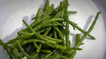 Succulent ! La salicorne