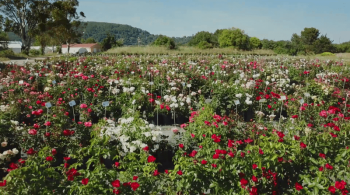 Jardin de roses
