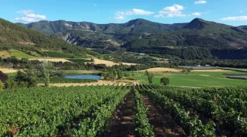 Vignes Hautes-Alpes