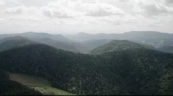 L'espoir des forêts - CREDIT SEPPIA