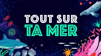 Visuel emblématique Tout sur ta mer avec des éléments marins