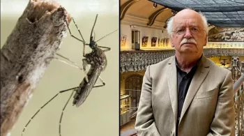 Des moustiques et des hommes