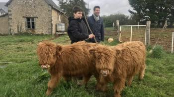 Grégory Cuilleron avec des vaches highland 