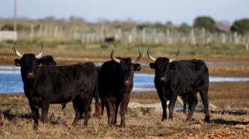 Trois taureaux noirs