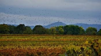 Biodiversité DEP CA 05/12