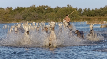 Cavalier et troupeau de chevaux