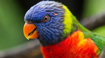 Biodiversité Martinique