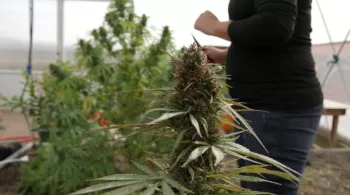 Les business du cannabis 