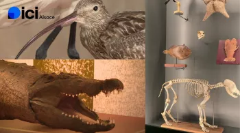 ici 12/13 Alsace et ici 19/20 Alsace au musée zoologique de Strasbourg