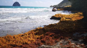 Sale temps pour la planète - Martinique