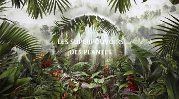 Les superpouvoirs des plantes - copyright Paul Williams Getty / BBC Studios