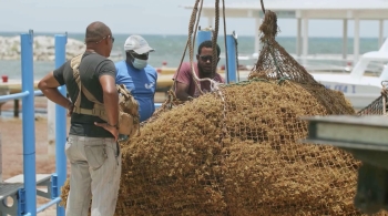 Caraïbes, la route des sargasses