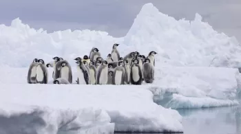 Royaumes de glace