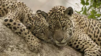 Au nom des jaguars