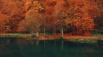 Voir l'automne, une saison en France