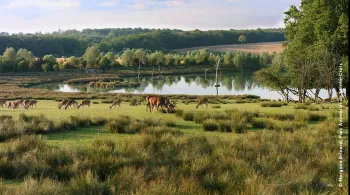 Plaine des cerfs au Parc animalier de Sainte-Croix