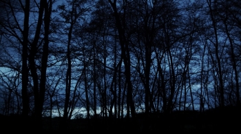 foret de nuit