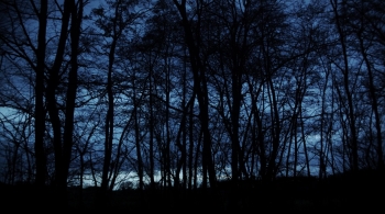 foret de nuit