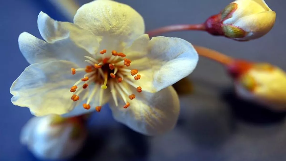 Fleur